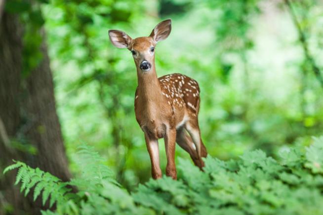 Un bracconiere è stato condannato a guardare Bambi in prigione L'immagine di un tenero cerbiatto