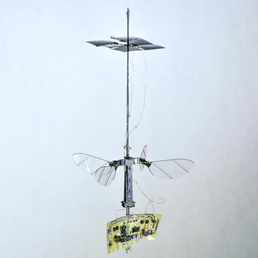RoboBee X-Wing Un'immagine del drone insetto