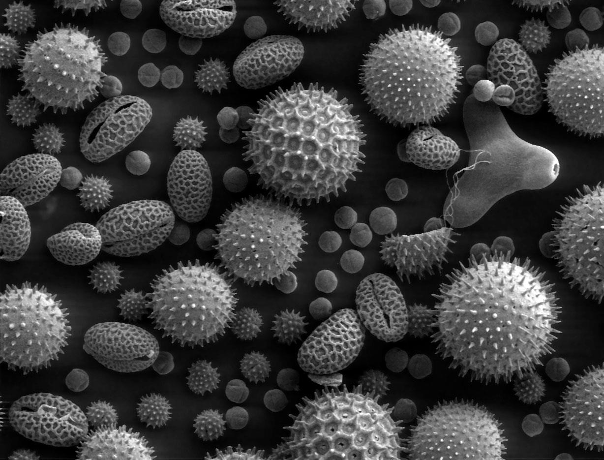 Famosa immagine dei granuli di polline osservati tramite un microscopio elettronico