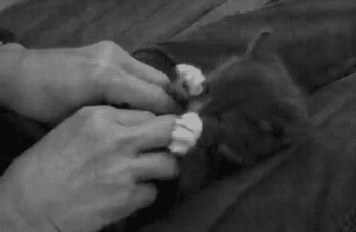 Gatto che si fa fare le coccole Gif di un gattino dolcissimo
