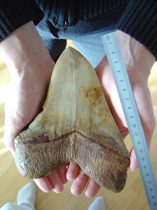 Il dente di un megalodonte Megalodonte, dente