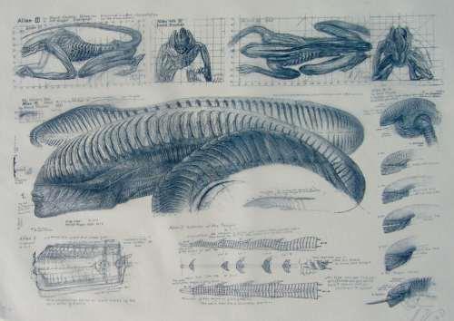 Il disegno dello xenomorfo di H. R. Giger disegno di H. R. Giger