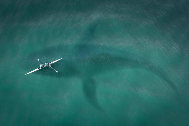 Secondo gli scienziati il megalodonte si è estinto a causa di un'esplosione stellare Un'immagine di un megalodonte realizzata da SarahRichterArt
