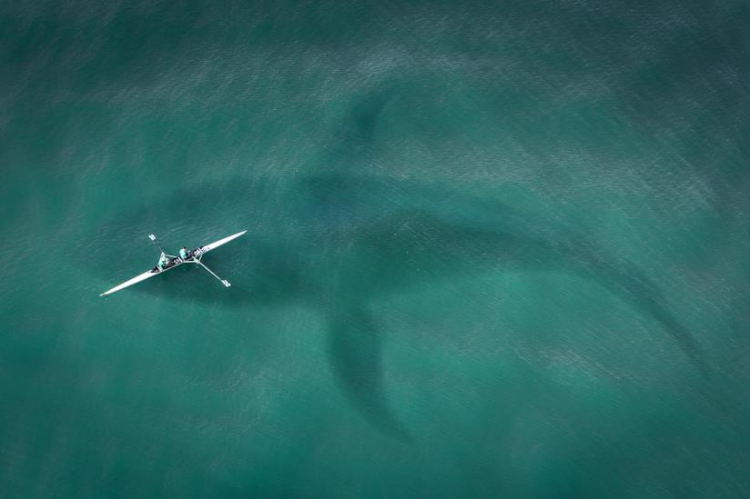 Secondo gli scienziati il megalodonte si è estinto a causa di un'esplosione stellare Un'immagine di un megalodonte realizzata da SarahRichterArt