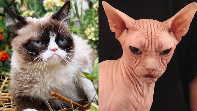 Grumpy Cat e Loki a confronto Grumpy Cat e il suo rivale, il gatto incazzato Loki