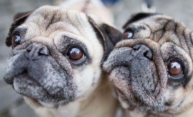 Le autorità tedesche vendono su eBay il cane di una famiglia indebitata Due carlini, cani di razza