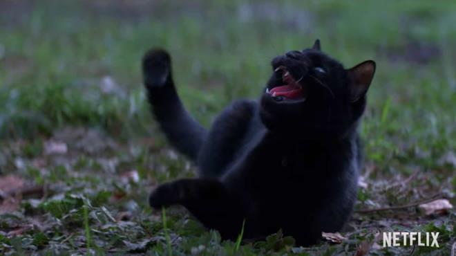 Salem in un'immagine da Le Terrificanti Avventure di Sabrina Le Terrificanti Avventure di Sabrina: Salem nel trailer della serie
