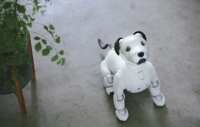 Aibo, il cane robotico di Sony arriva negli USA con una versione migliorata Aibo seduto, guarda Il padrone