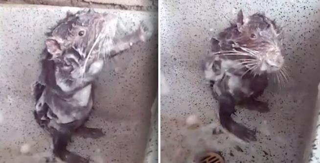 La vera storia di Shower Rat, il topo in piedi si fa la doccia nel lavandino Fermo immagine del video Facebook di Shower Rat mentre si fa la doccia