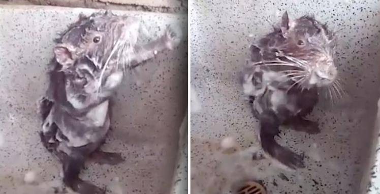 La vera storia di Shower Rat, il topo in piedi si fa la doccia nel lavandino Fermo immagine del video Facebook di Shower Rat mentre si fa la doccia