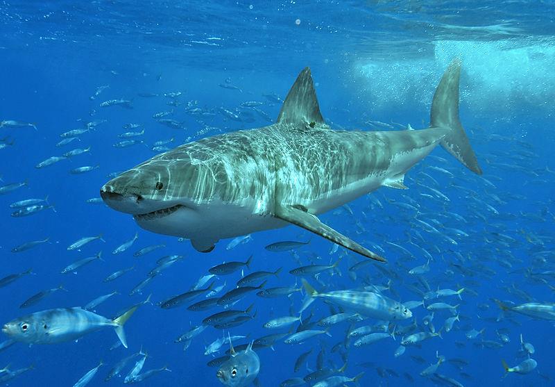 Il Megalodonte potrebbe assomigliare a uno squalo bianco gigantesco Un enorme squalo bianco