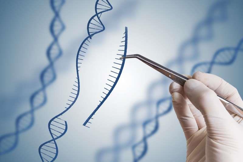 Cina, sarebbero nate le prime bambine con DNA modificato Una sequenza di DNA viene "metaforicamente" inserita in una doppia elica di DNA