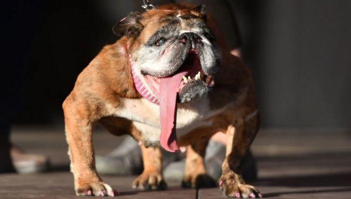 Addio a Zsa Zsa, il cane più brutto del mondo 2018 Primo piano della bulldog inglese Zsa Zsa