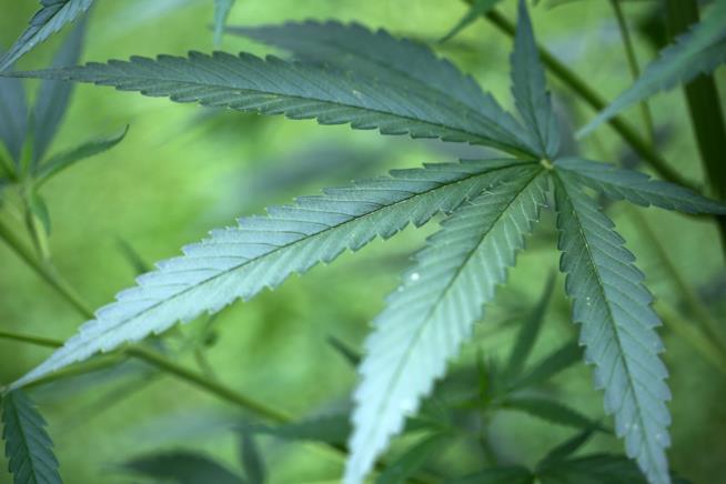 In Canada sono aperte le selezioni per trovare un tester esperto di marijuana Una foglia di cannabis