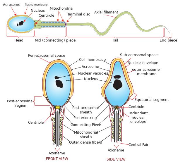 La struttura di uno spermatozoo nel dettaglio La struttura di uno spermatozoo