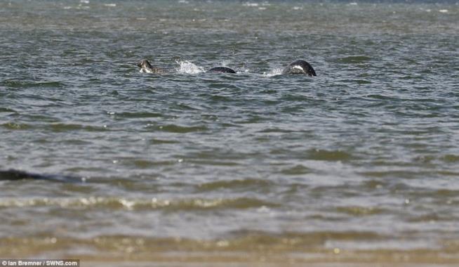 Il mostro di Loch Ness esiste davvero? foto del mostro di Loch Ness