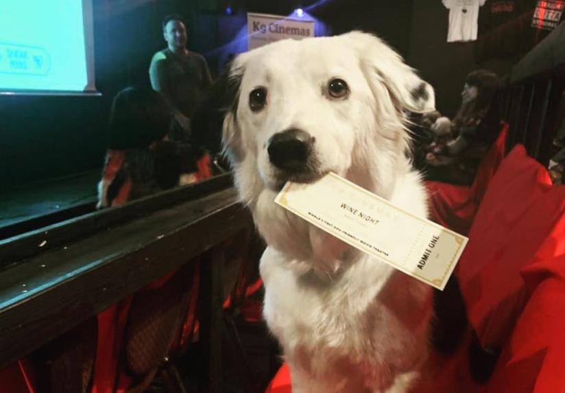 K9, l'unico cinema al mondo pensato per i cani Una grazioso cane all'interno della sala del K9 Cinemas