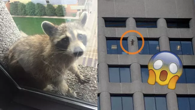 Il procione scalatore diventa virale (con MEME a tema Marvel) Il procione scalatore del Minnesota