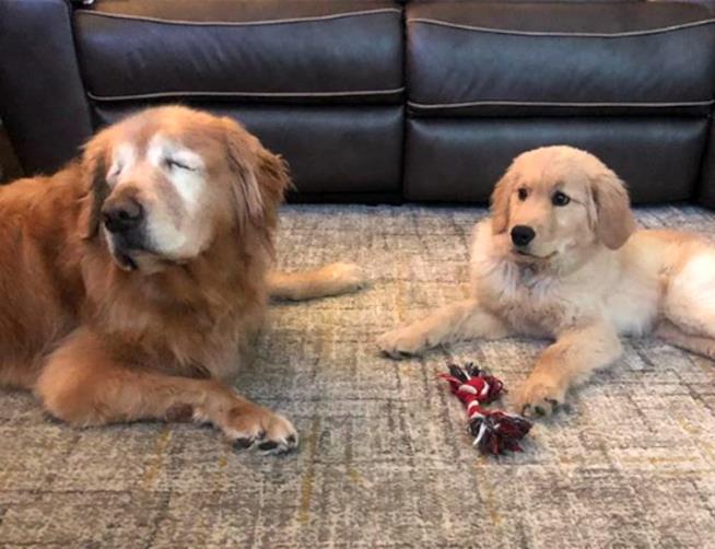 Charlie e Maverick: il cane cieco e il cucciolo che lo guida Charlie e Maverick, una foto dal loro profilo Instagram