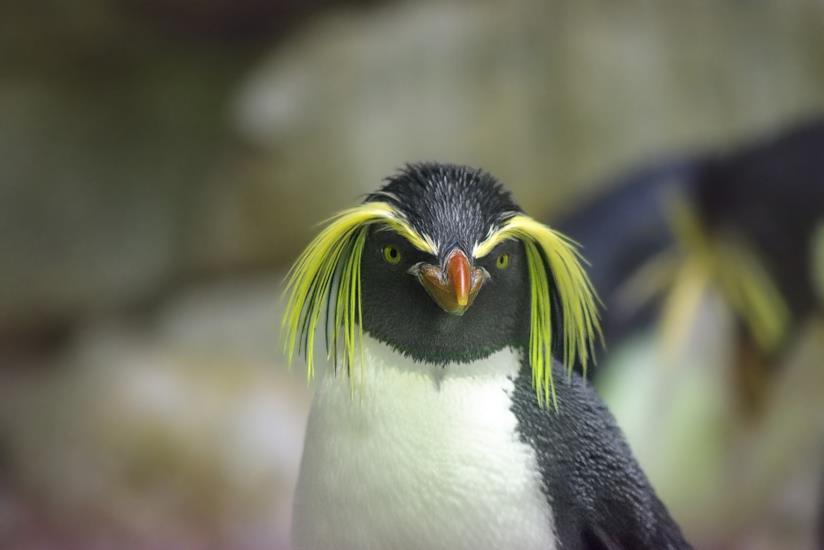 Pinguini ed elefanti lasciati liberi di esplorare zoo e acquari chiusi per il coronavirus Un esemplare di pinguino crestato