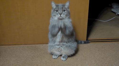 Il gatto che prega Una divertente gif di un gatto che prega