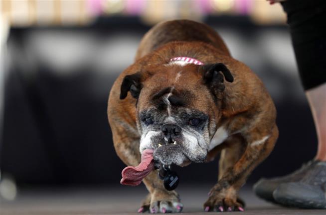 Il cane più brutto del mondo del 2018 è la bulldog inglese Zsa Zsa Un primo piano della bulldog inglese Zsa Zsa