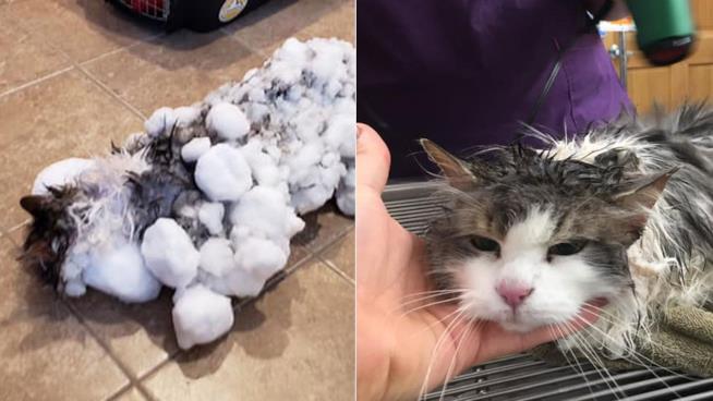 La gatta trovata congelata nella neve La gatta Fluffy congelata e dal veterinatio