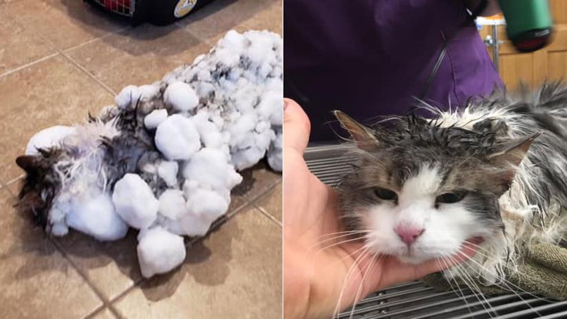 La gatta trovata congelata nella neve La gatta Fluffy congelata e dal veterinatio