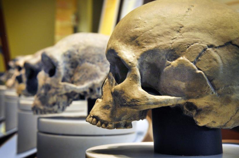 L'IA utilizzata per scoprire 'specie umane fantasma' Uno scatto di alcuni teschi in esposizione
