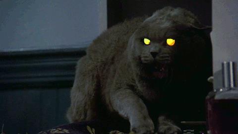 Andy Muschietti dirigerà il remake di Pet Sematary? Il gatto di Pet Sematary