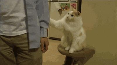 Un gatto che richiede attenzioni Gif di un gatto che non ti lascia andare via