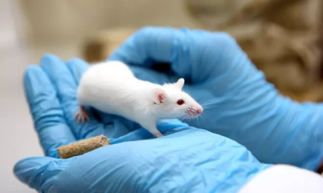 Rigenerazione cellulare, i test sui topi mostrano grandi passi in avanti Topo da laboratorio nelle mani di un ricercatore