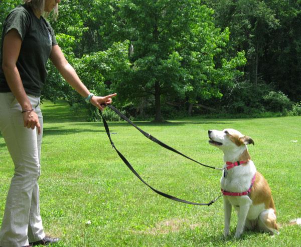 Un cane addestrato Un cane mentre viene addestrato