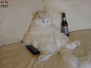 Gatto ubriaco Gif di un gatto sornione che beve