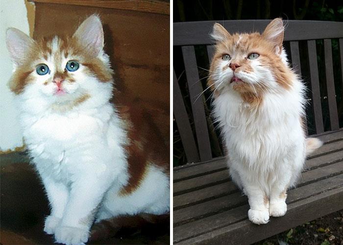Il gatto più anziano del mondo compie trent'anni Un confronto per Rubble, il gatto trentenne