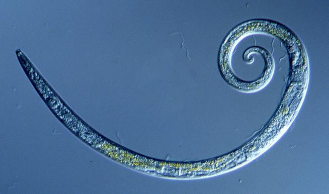 worms Un dettaglio dei piccoli vermi rimasti congelati per ben 42mila anni.