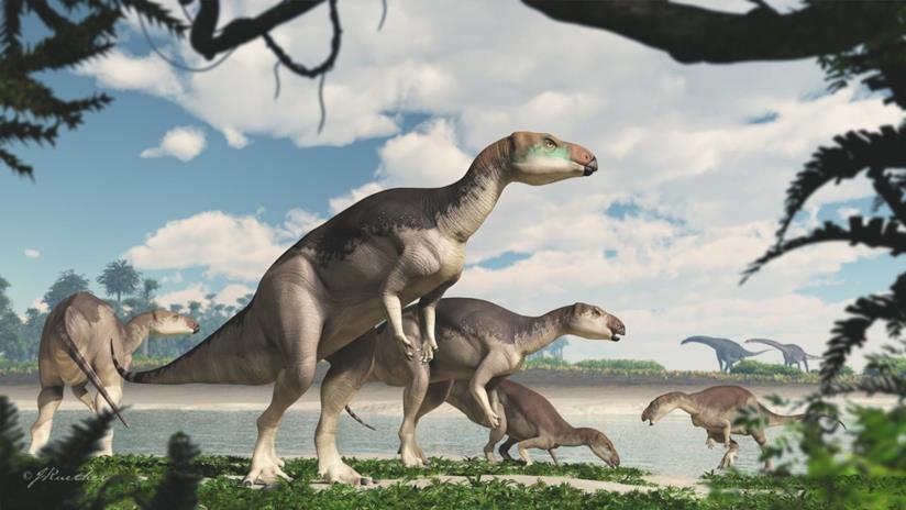 In Australia è stata scoperta una nuova specie di dinosauro erbivoro Fostoria disegno che ne immagina l'aspetto