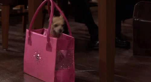 Il chihuahua Bruiser in una scena di La Rivincita delle Bionde Bruiser lo storico chihuahua di Elle Woods