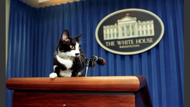 Socks the Cat Rocks The Hill, ecco il videogioco dedicato al gatto della famiglia Clinton Il gatto Socks Clinton "parla" agli Stati Uniti d'America