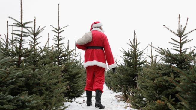 Amazon venderà grossi alberi di Natale naturali quest'inverno Santa Claus tra gli abeti