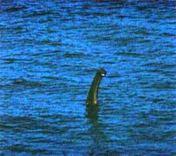 Il calamaro elefante immortalato da Anthony Shiels La versione del mostro di Loch Ness fotografata da Anthony Shiels
