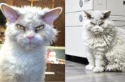 Pompous Albert è il gatto più arrabbiato del web Pompous Albert con la sua classica faccia arrabbiata