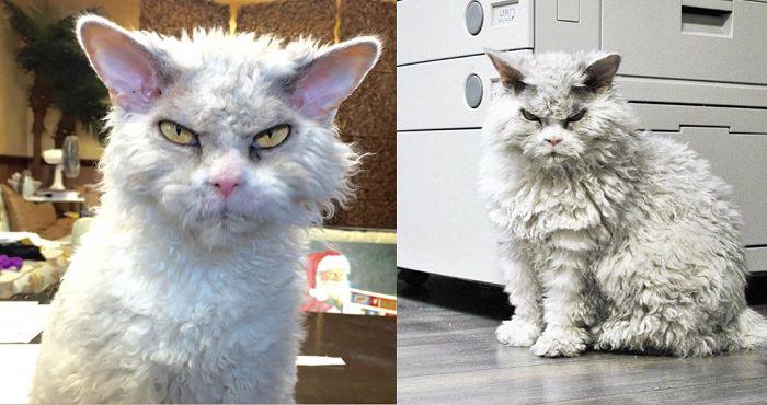 Pompous Albert è il gatto più arrabbiato del web Pompous Albert con la sua classica faccia arrabbiata
