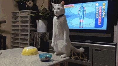 Gatto in piedi davanti alla tv Gif di un gatto che sta in piedi davanti alla tv