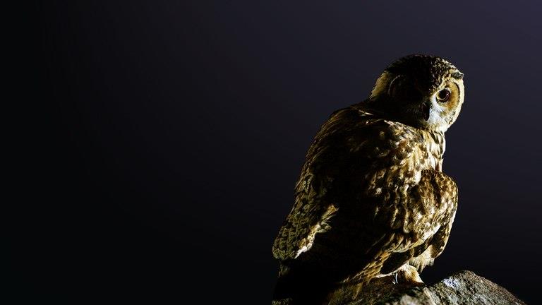 Il primo episodio di Animali notturni Animali notturni: il primo episodio arriva su Nat Geo Wild dopo il finale di The Walking Dead 9