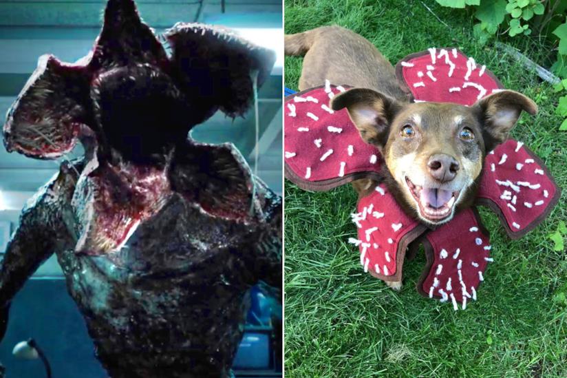 Il costume per trasformare il proprio cane in un Democane Demogorgone affiancato a un cane con il costume