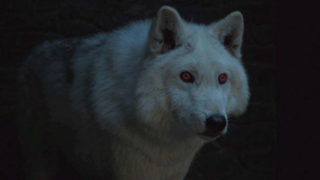 I meme su Ghost e Jon Snow dall'episodio 8x04 di Game of Thrones Ghost in un'immagine da Game of Thrones
