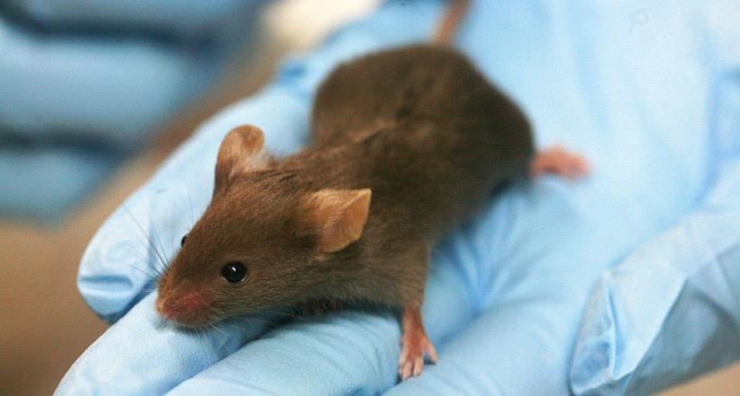Ricercatori creano topi dotati di vista a infrarossi Un topo di laboratorio visto da vicino