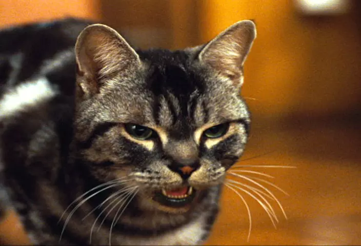 Monty, gatto randagio del film Stuart Little Gatto Monty