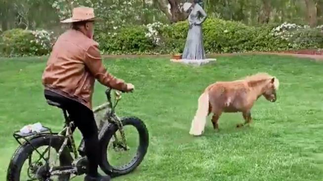 Arnold Schwarzenegger insegue un pony: il video su TikTok diventa virale Arnold Schwarzenegger nel video di TikTok